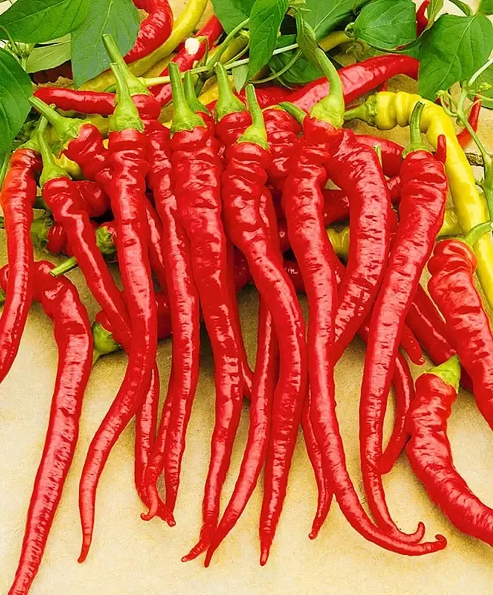 Висячий козий рог / Cornaletto di Appendere, сладкий перец