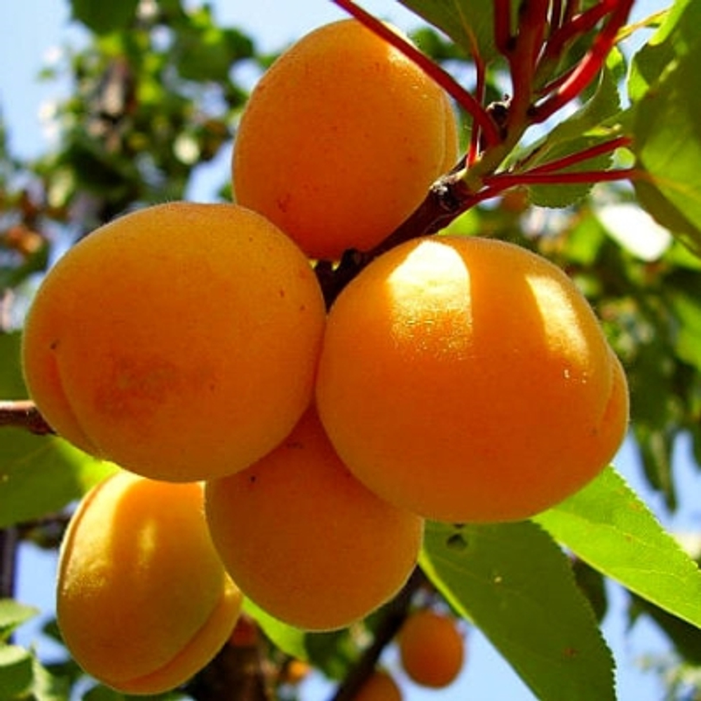 Абрикос Кречитай