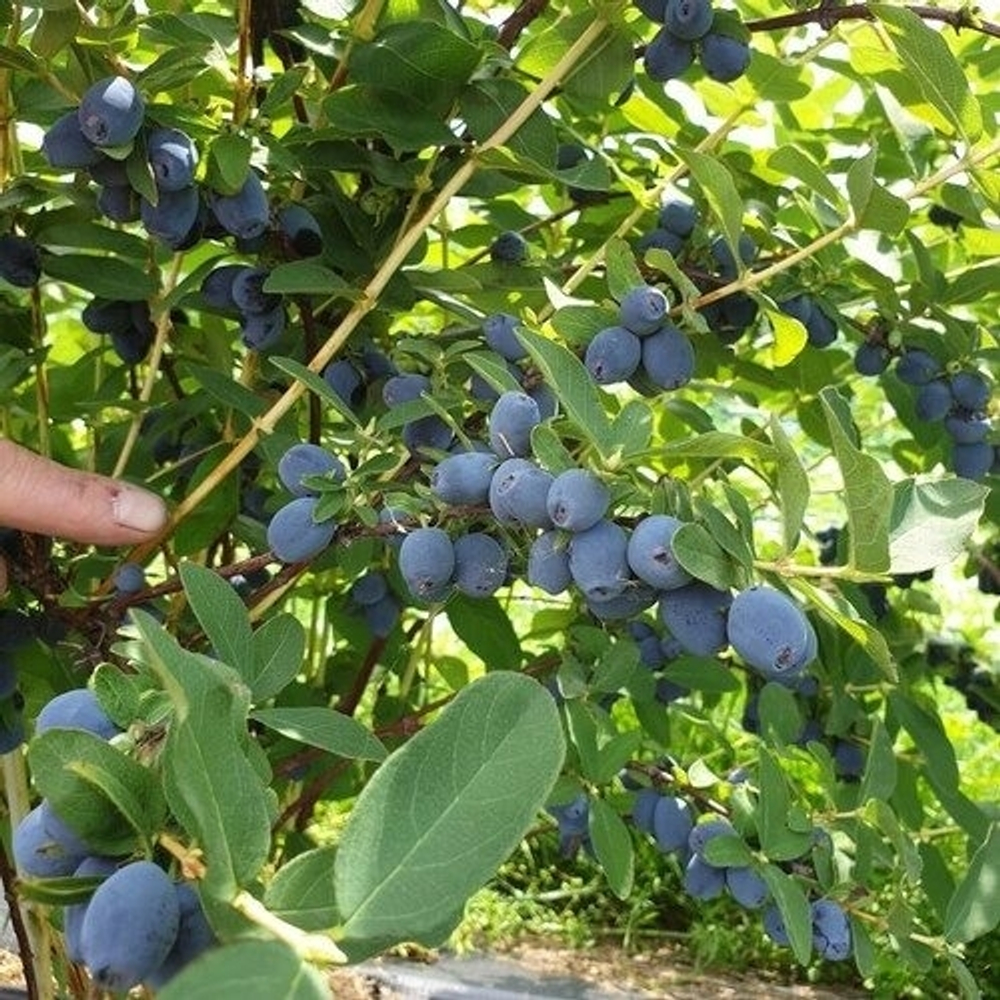 Жимолость Строуберри Сенсейшин (Земляничная сенсация)