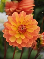 Георгин декоративный Грейслэнд