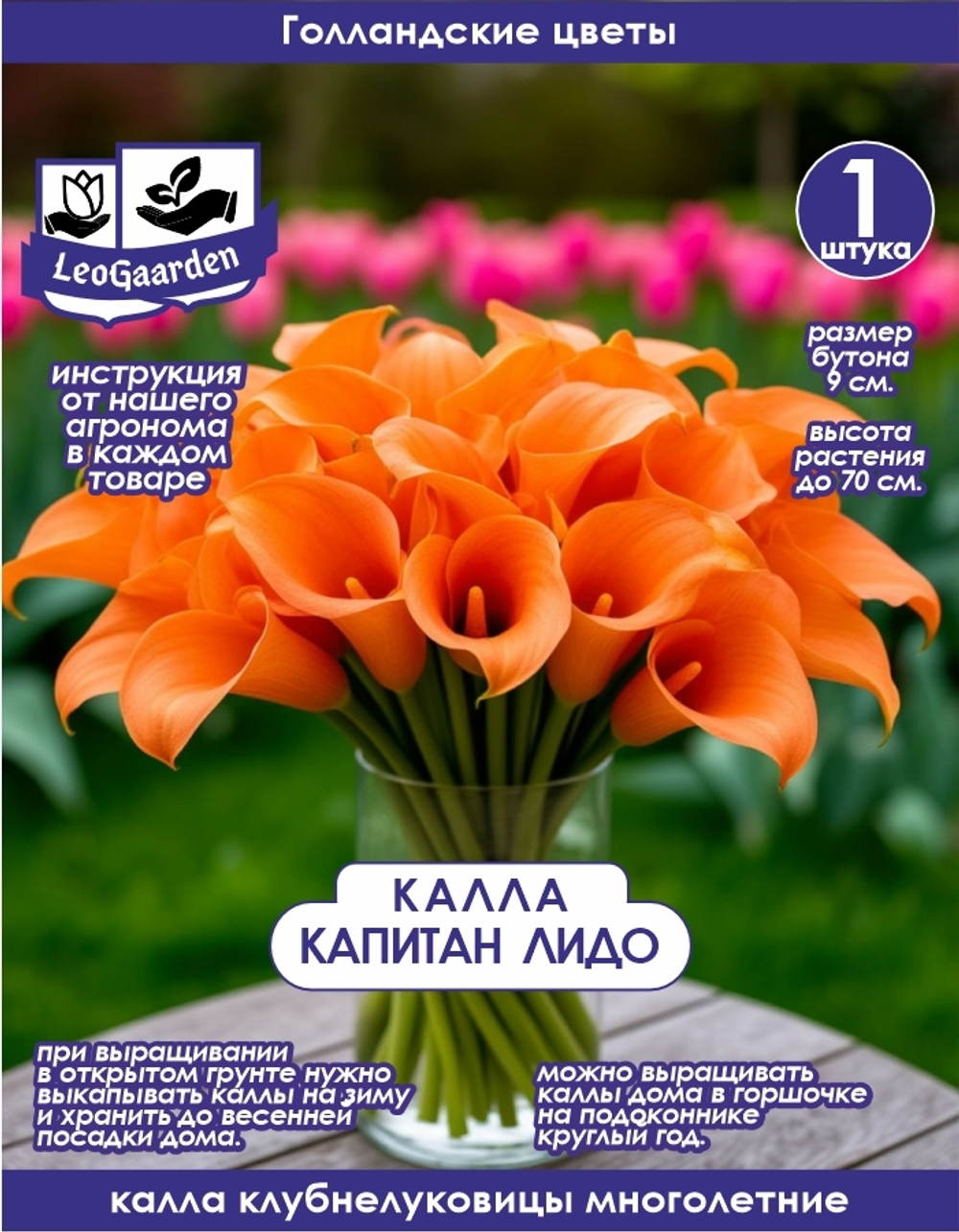 Калла клубнелуковица, Каптейн Лидо, 1шт.