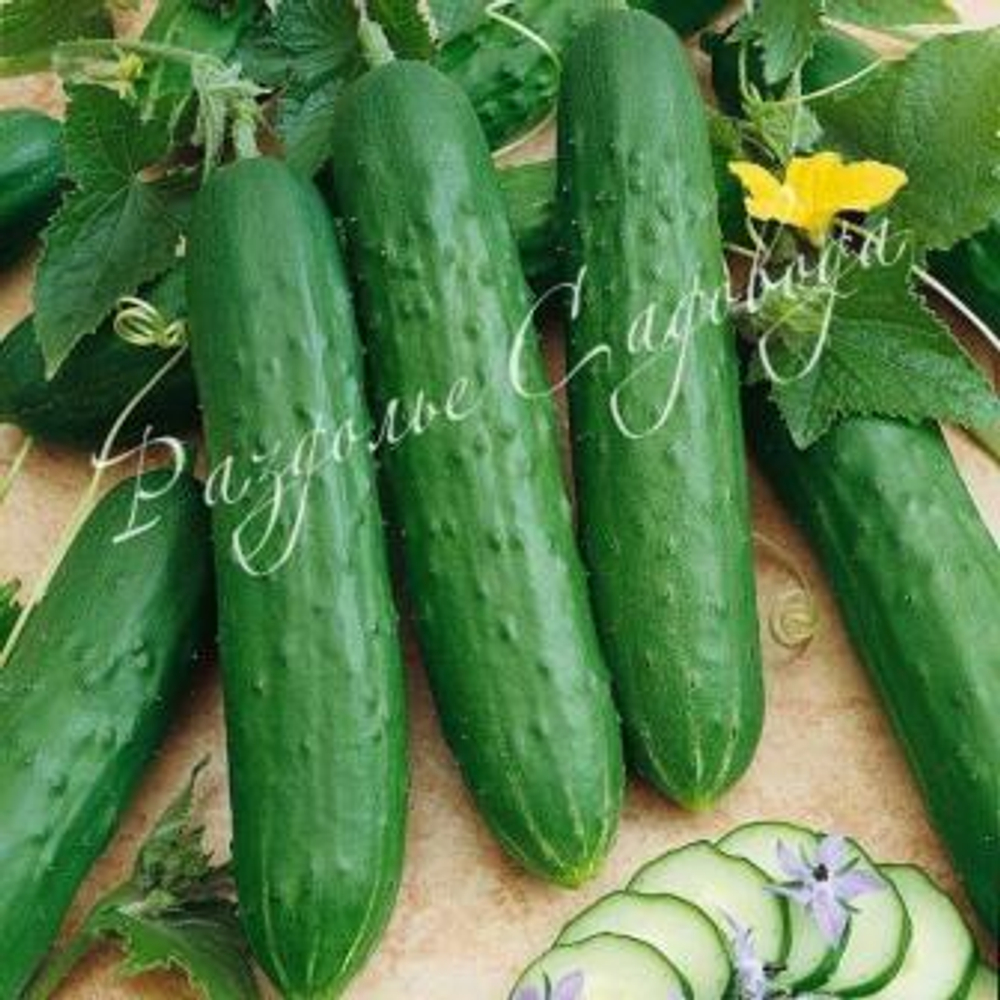 Огурец Апрельский F 1 (цена за 6 штук)
