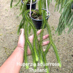 Хуперция H.SQUARROSA THAILAND