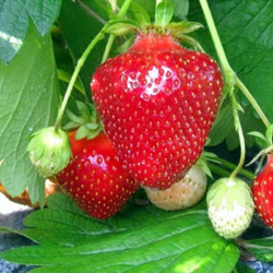 Земляника садовая Джоли Р9 Закупка М65 май-июнь 2026)