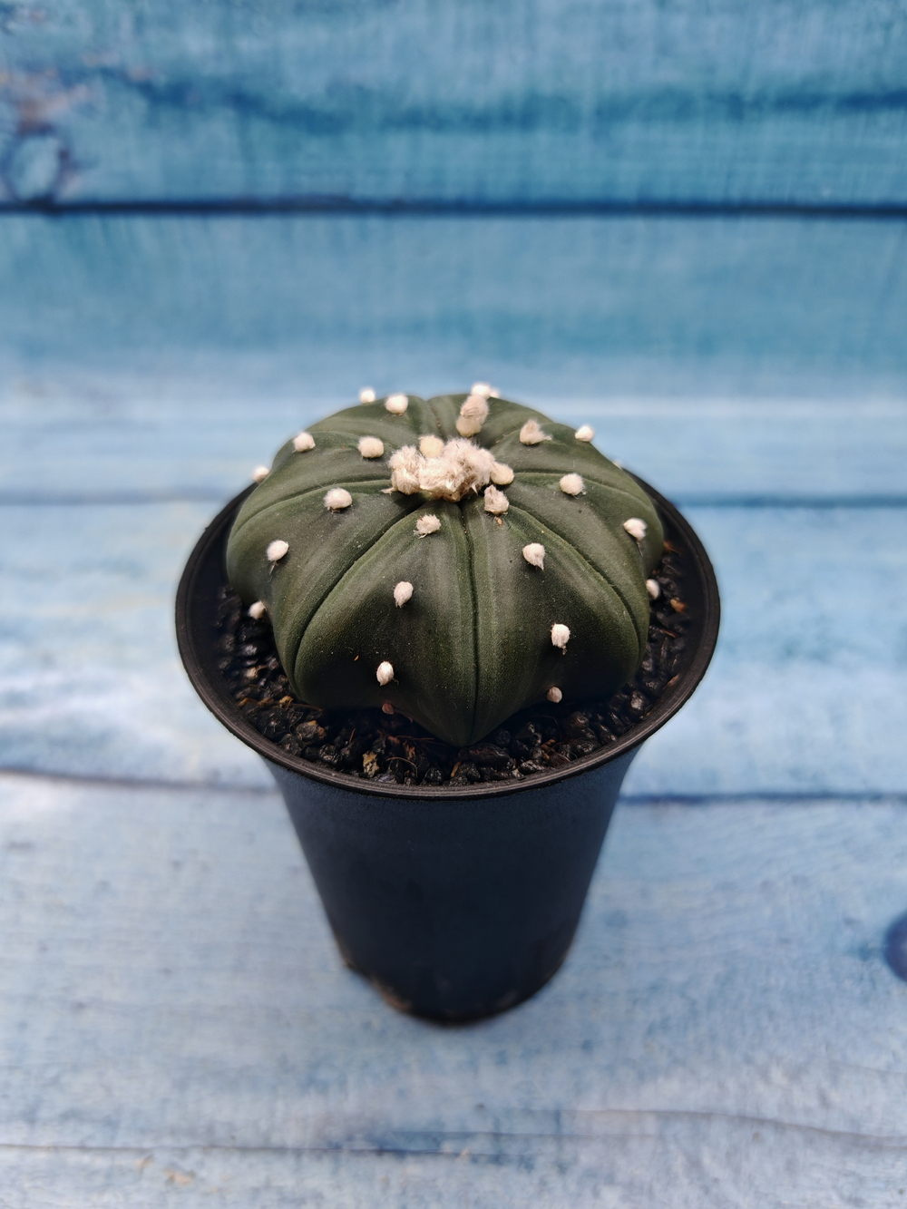Astrophytum Asterias (Астрофитум)