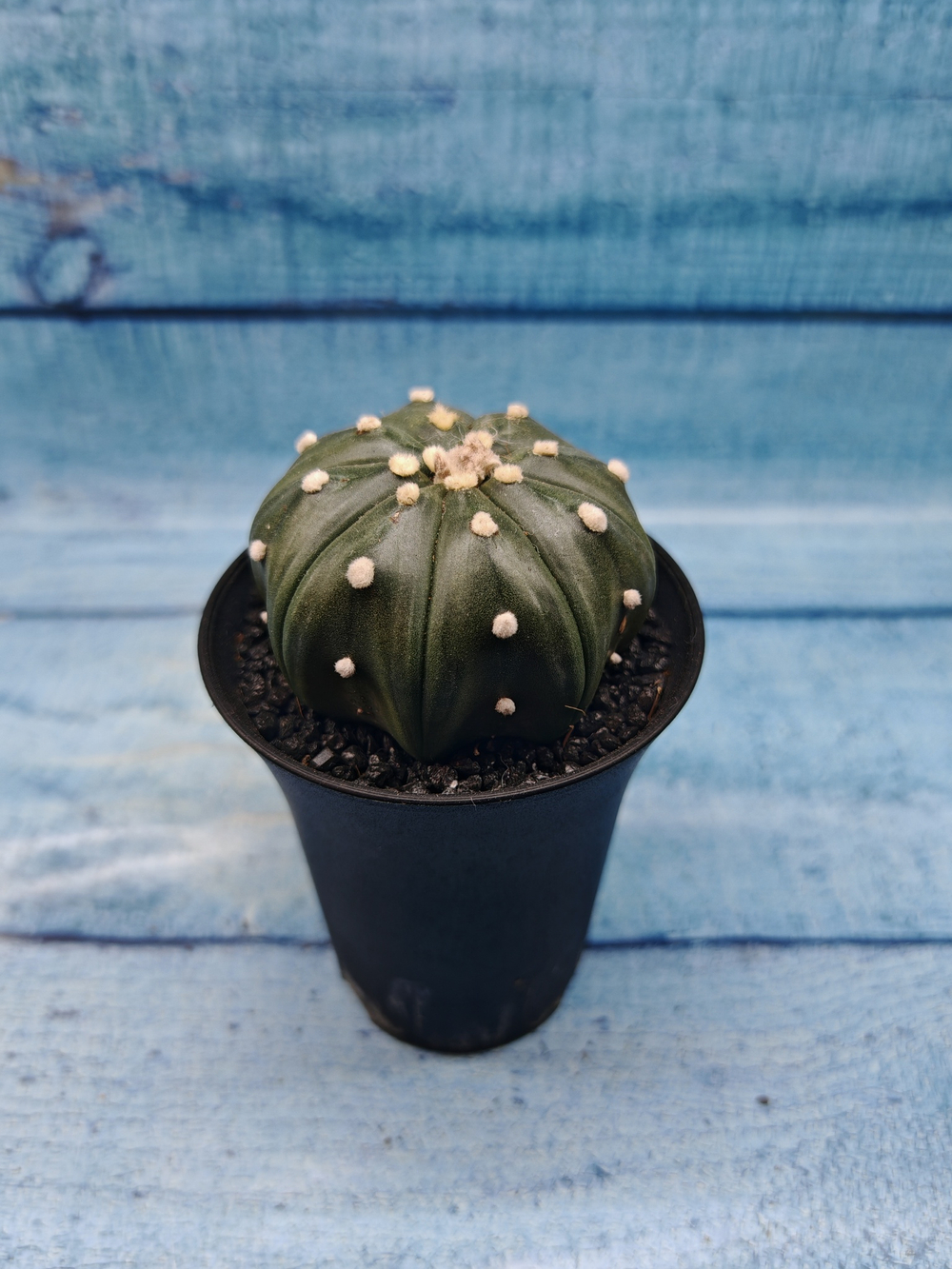 Astrophytum Asterias (Астрофитум)