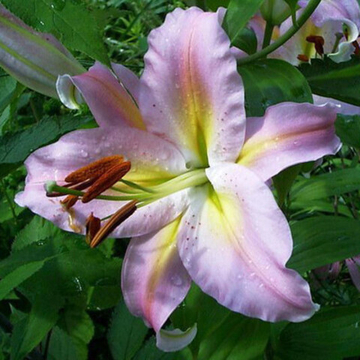 Лилия Колор Парад