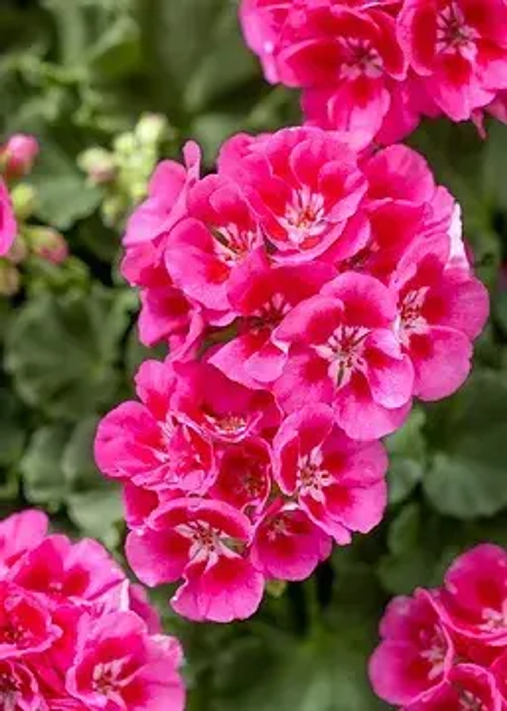 Пеларгония зональная Toscana Smart Nina