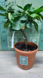 C. deliciosa “Sweet Sicily”