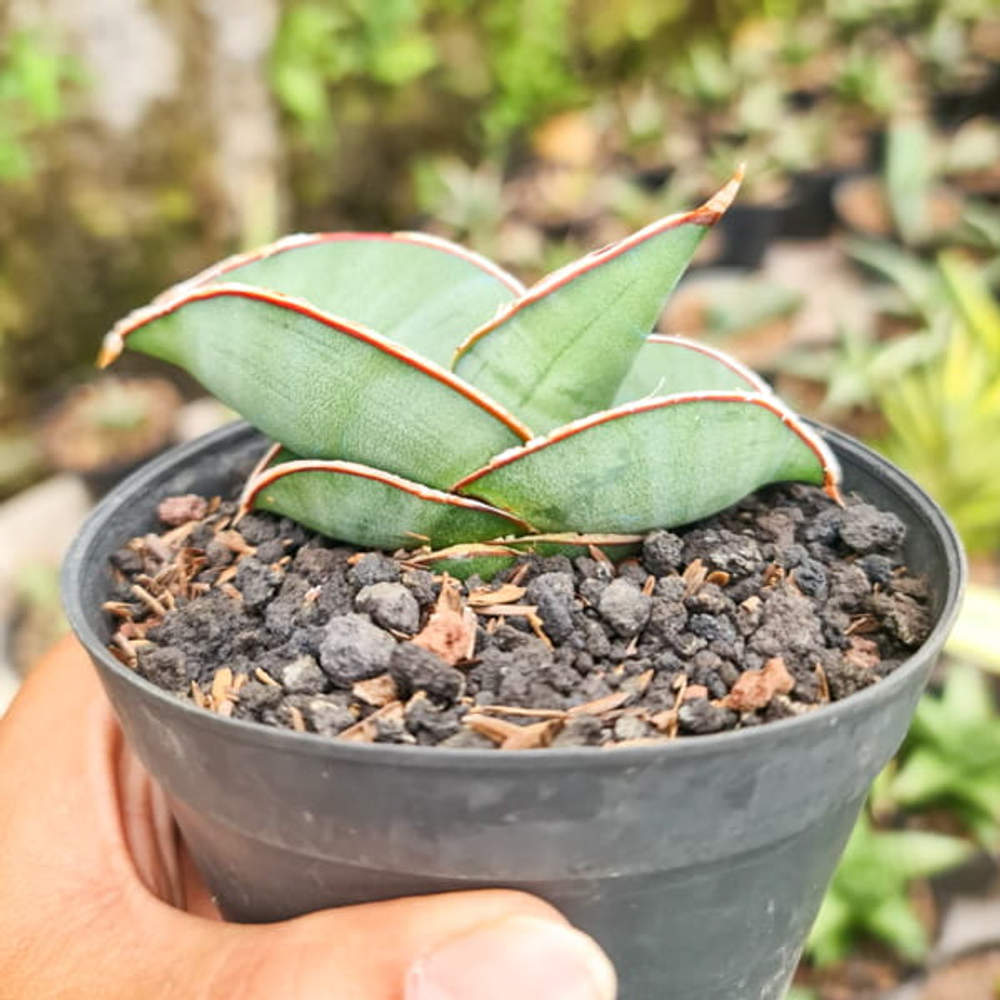 Сансевиерия BANANA