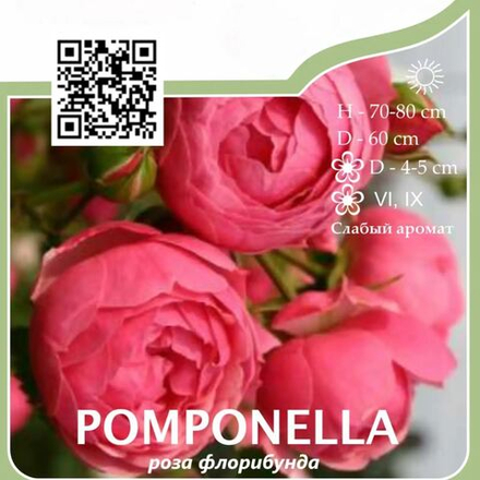Роза флорибунда "Pomponella"