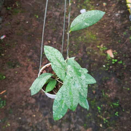 Хойя SCORTECHINII SILVER