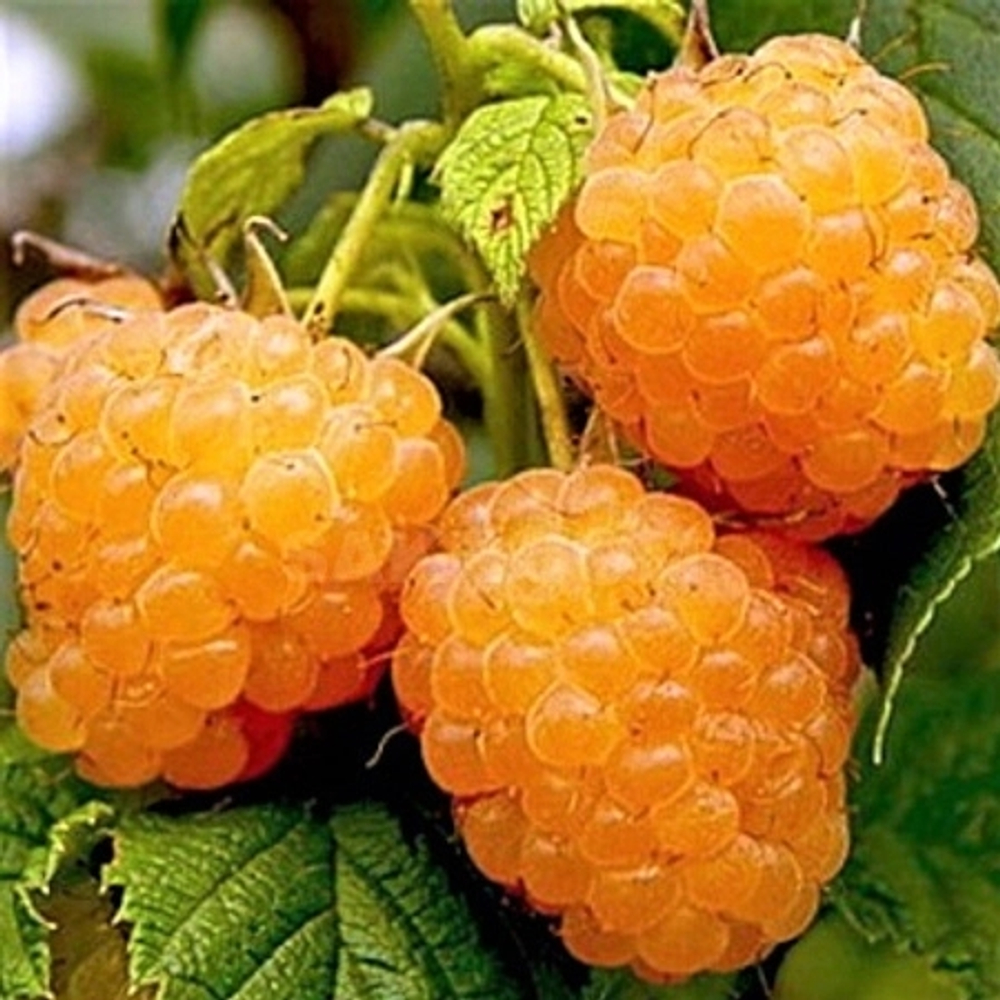 Малина Золотой гигант крупноплодная