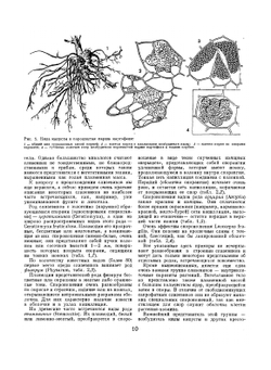 Жизнь растений. Том 2. Грибы | А.А. Федоров