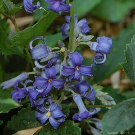 Клематис борщевиколистный Чайна Парпл С2