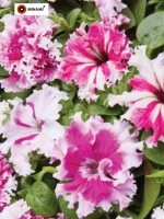 Петуния F1 Поздрав из Яромнерже 17шт.