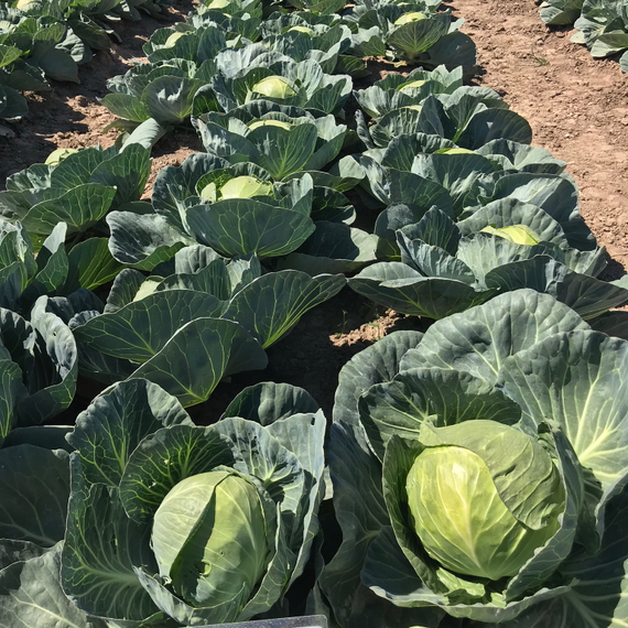 Тафма F1 семена капусты белокочанной – фото 3