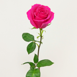 Роза Розовая