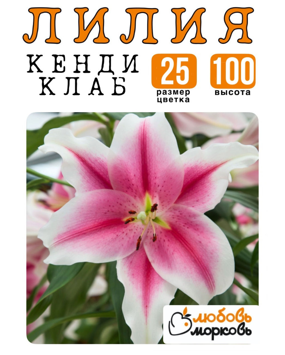 Лилия Луковица, Кенди клаб, ОТ-гибрид, 1 шт
