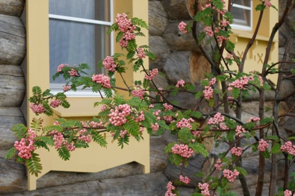 Рябина Пинк Вейл штамб 120 см Закупка М66 апрель 2026