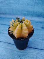 Gymnocalycium Variegata (Гимнокалициум Вариегатный)