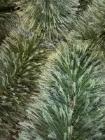 Ветка на крючке - хвоя леска