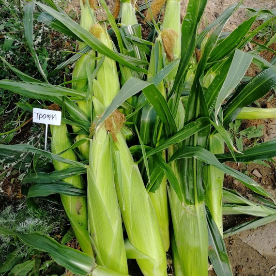 ТРОФИ F1 семена кукурузы (Seminis | Alexagro) – фото 10