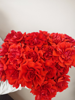 Ажурное кружево