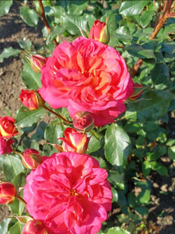 Роза Мтдсаммер (Midsummer)