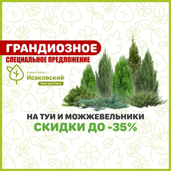 ⚡️Грандиозное специальное предложение! 🌲