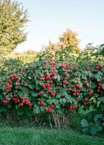 Малина штамбовая Сказка