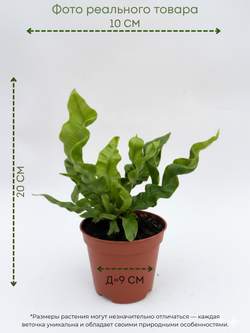 Папоротник Flame Bird's Nest д.9