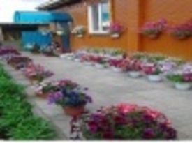 Как посадить рассаду петунии?