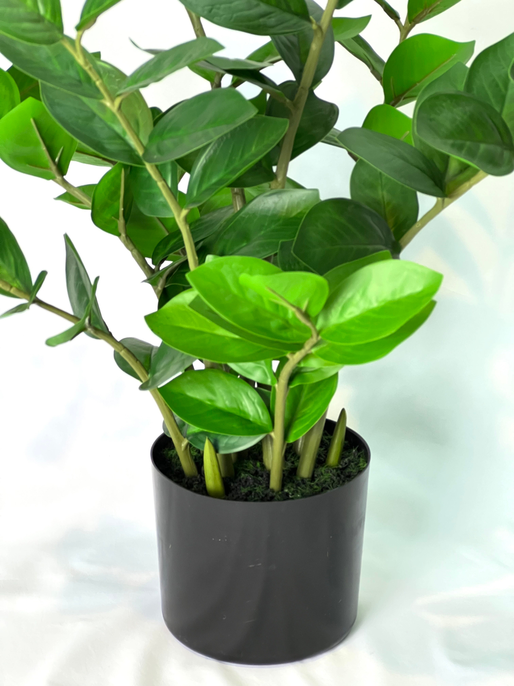 Замиокулькас 60 см