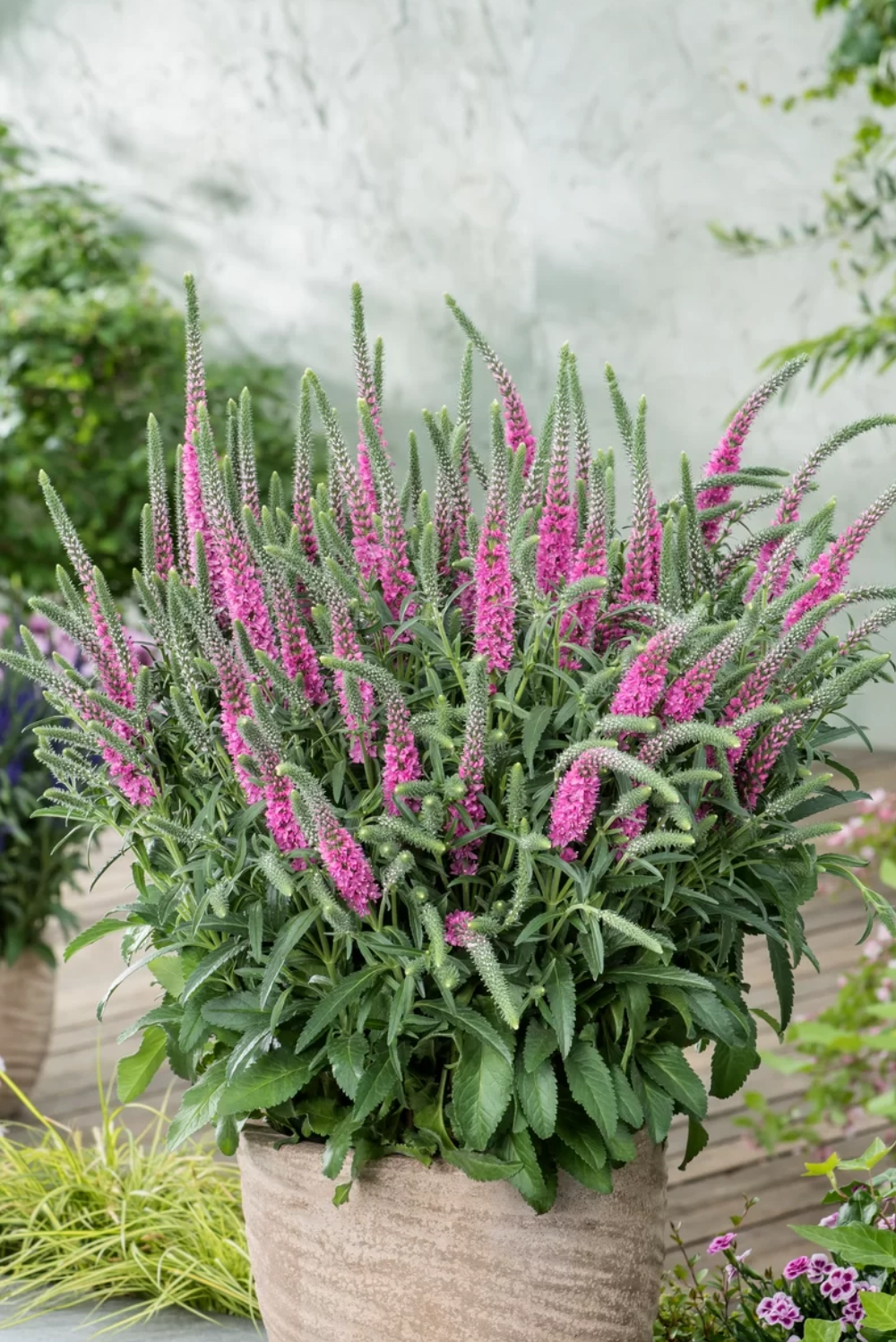 Вероника "ANNIVERSARY NEW ROSE"