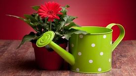 Клуб дачников и садоводов САДЭМ. Лекция №3. Комнатное цветоводство-секреты выращивания. Часть 2