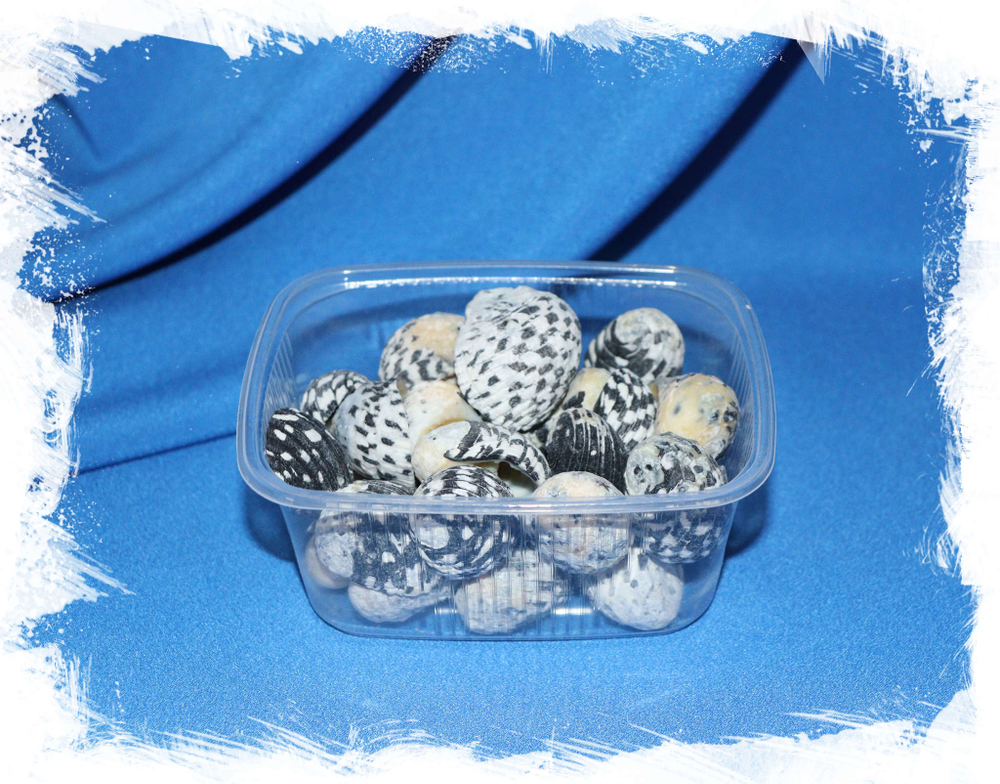 Ракушки Нерита текстилис (Nerita textilis)