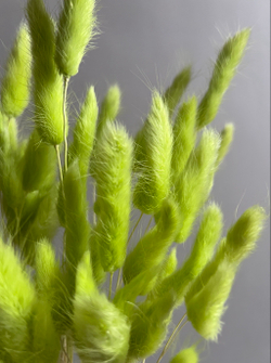 Лагурус зеленый