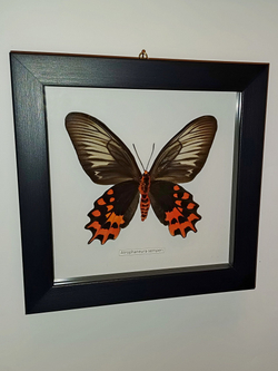 Бабочка Atrophaneura semperi самка в рамке