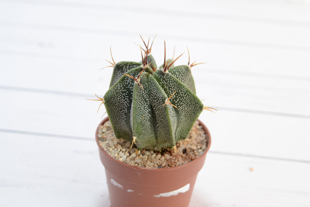 astrophytum ornatum