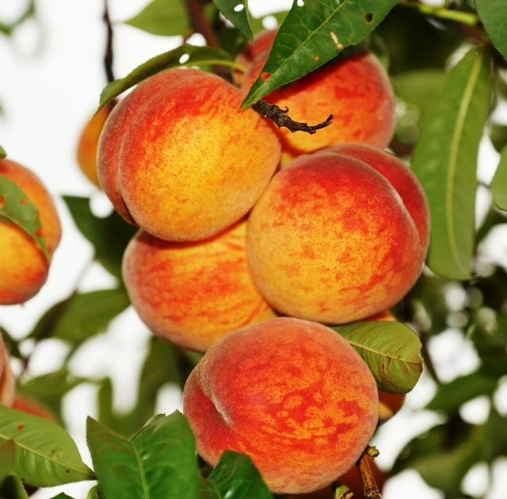 Золотой Триумф (Колоновидный)