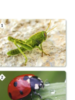 Мемо: Мир насекомых и не только