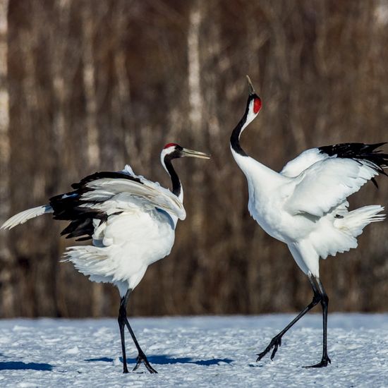 Япония. Календарь настенный на 2023 год (300х300 мм)