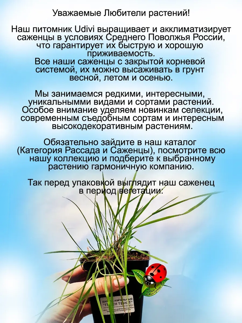 Бамбук ампельный Грин твист