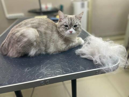 Мытьё шерсти и вычес кошки по схеме с использованием GOOP косметики до 6 кг