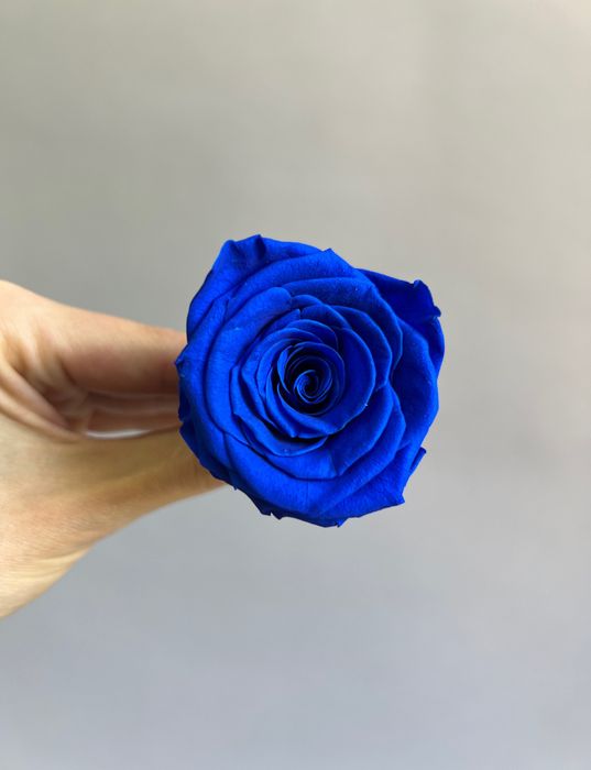 Роза классическая синяя d=4-5 см (упак 8 шт)