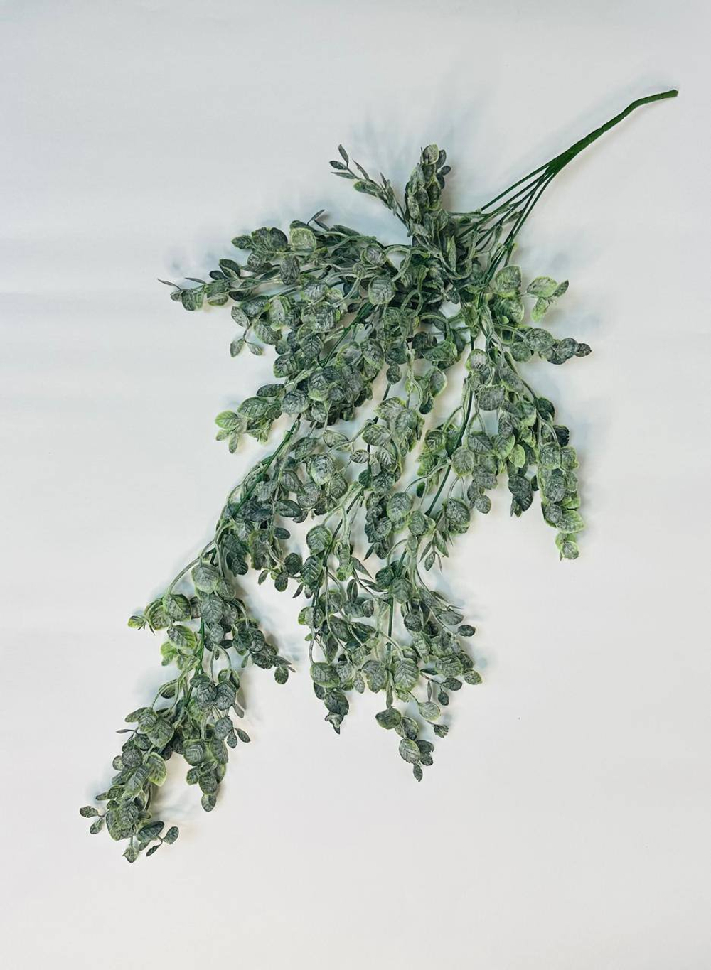 Эвкалипт ампельный