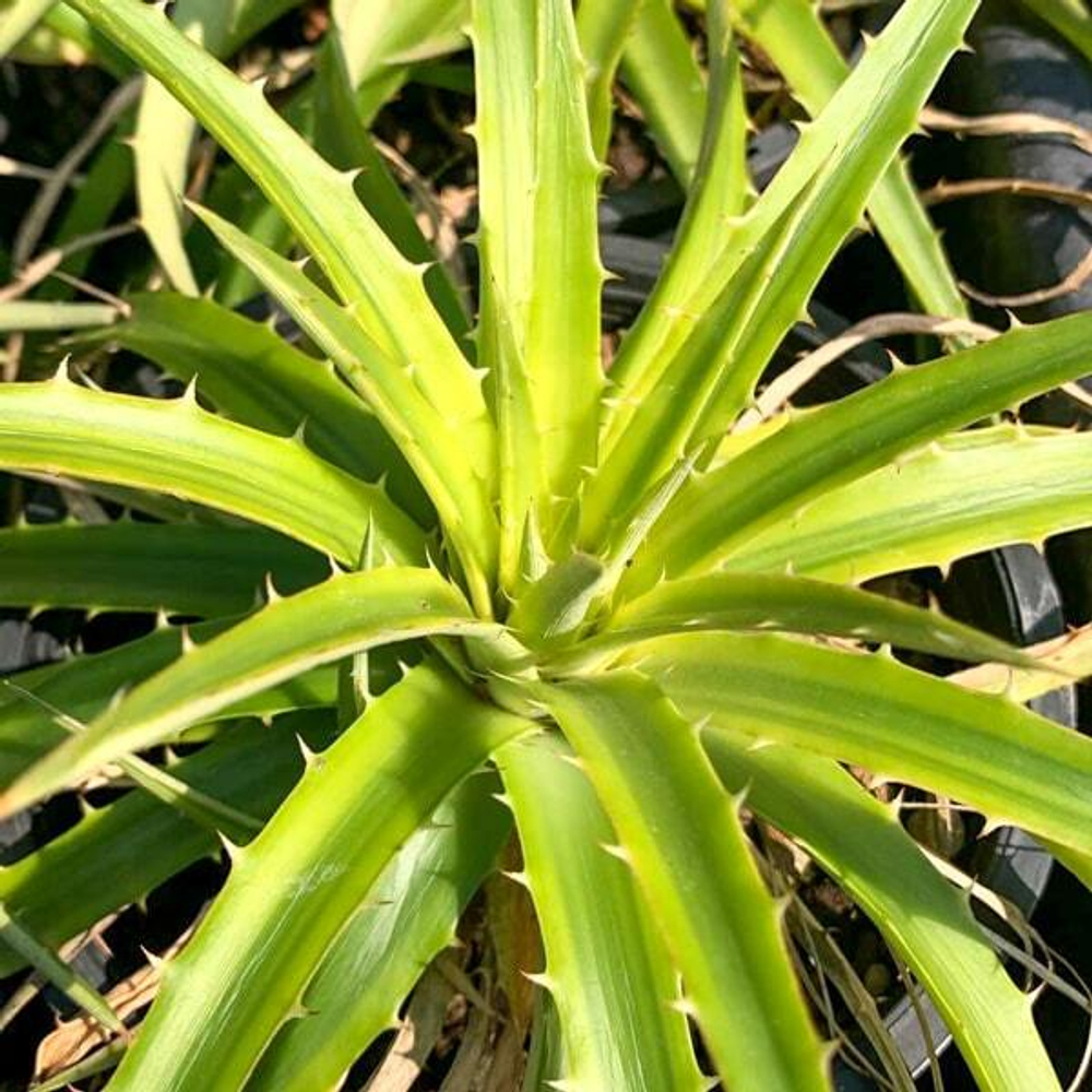 Дикия PALLAPHAT