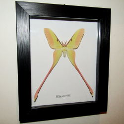 Бабочка Actias dubernardi в рамке