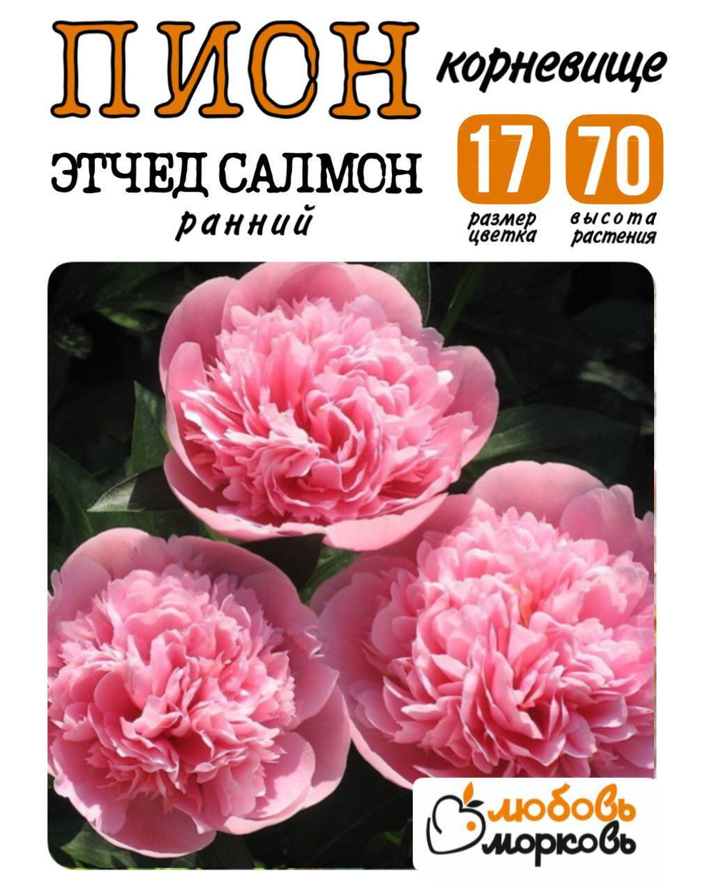 Пион Корневище, Этчед Салмон, 3+ почек, 1шт (Любовь Морковь)